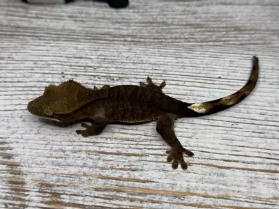 plant/632R6A 9g Pseuo Dark Phantom-0-thumbnail