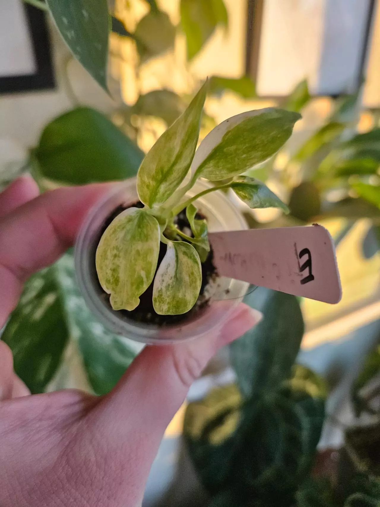 plant/Epipremnum giganteum starter-1