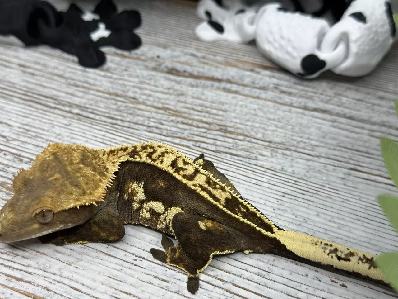 plant/544R8a 32g Female pinstripe-0