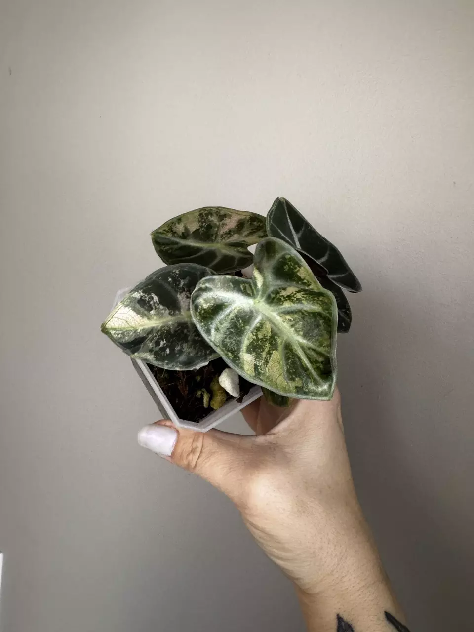 plant/Alocasia Pink Balloon Heart *EXACT PLANT-5