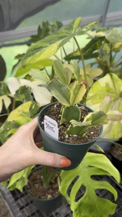 plant/6959: Variegated Thanksgiving Cactus-0-thumbnail