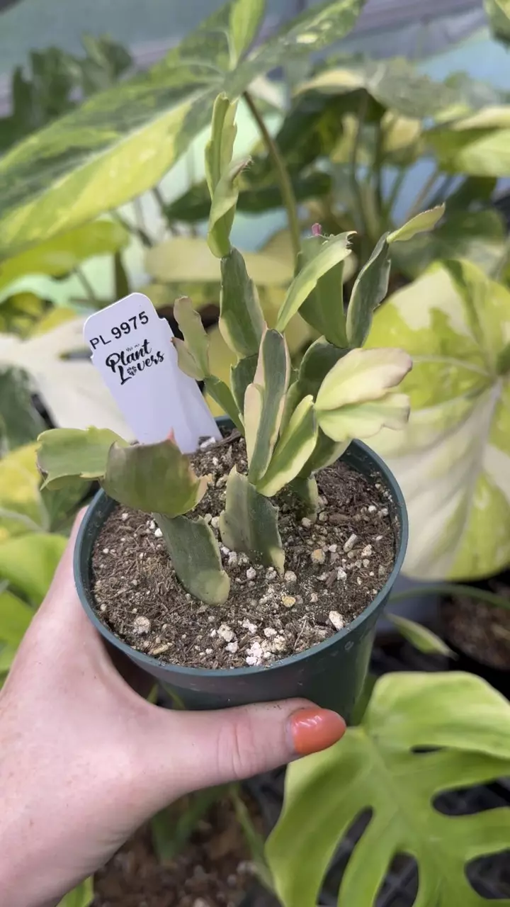 plant/9975: Variegated Thanksgiving Cactus-0