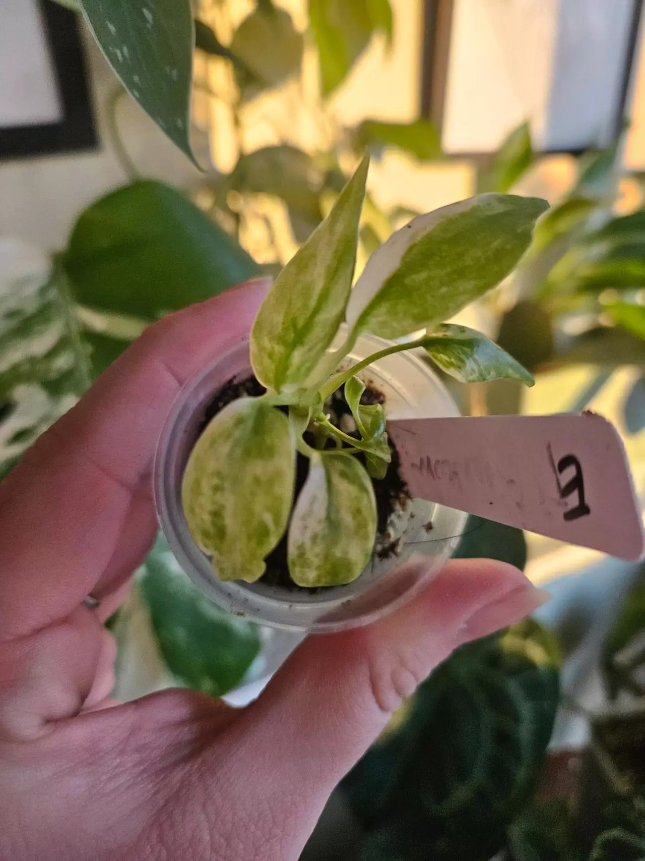 plant/Epipremnum giganteum starter-0