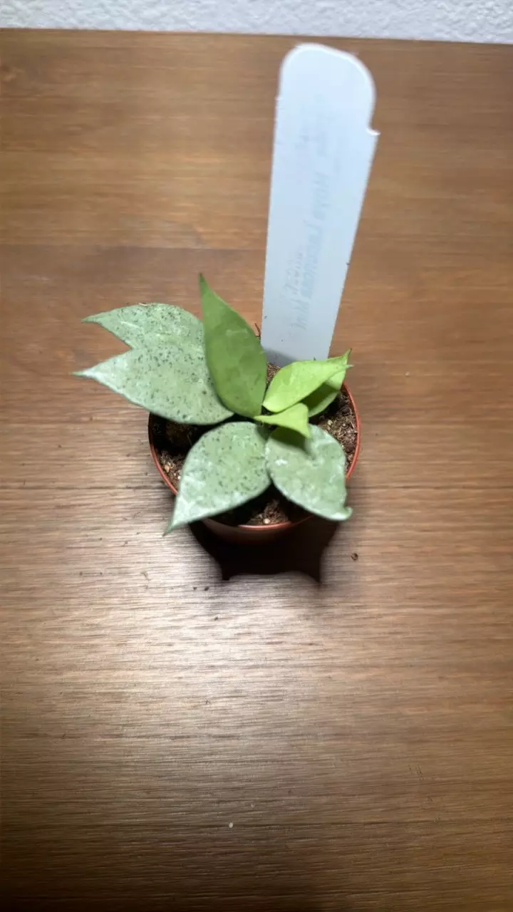 plant/Hoya Lacunosa Mint 2inch GC-0