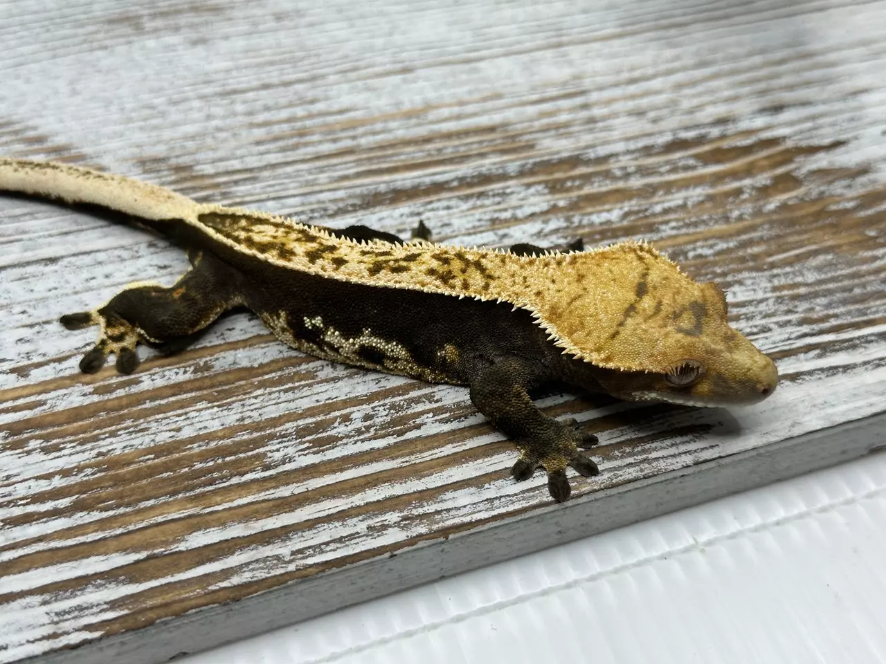 plant/482R1ab 27g Female High Contrast Female Pin-0