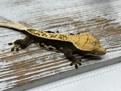 plant/482R1ab 27g Female High Contrast Female Pin-0-thumbnail