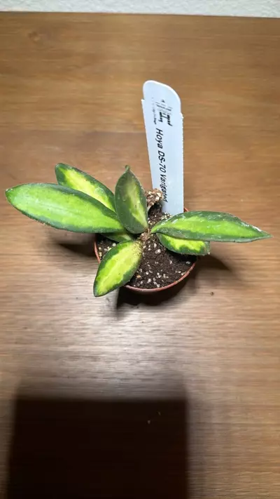 plant/Hoya DS-70 Variegated 2in GC-0-thumbnail