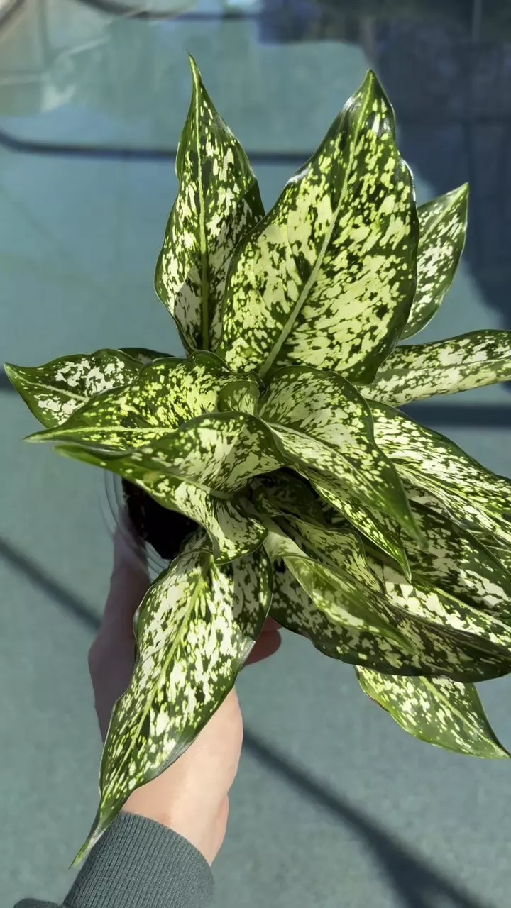 plant/Aglaonema Snow White-1