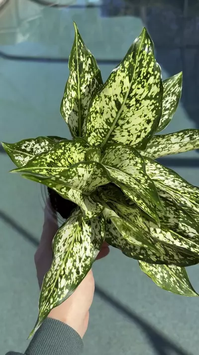 plant/Aglaonema Snow White-1-thumbnail