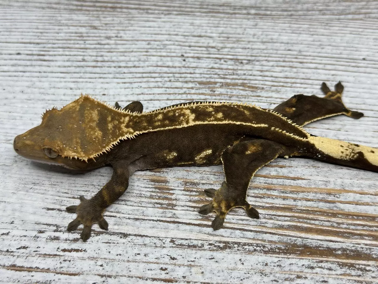 plant/406 31g Female Super EB-0