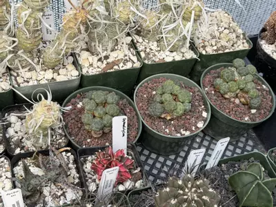 plant/Puna Bonniae Inermis-0-thumbnail