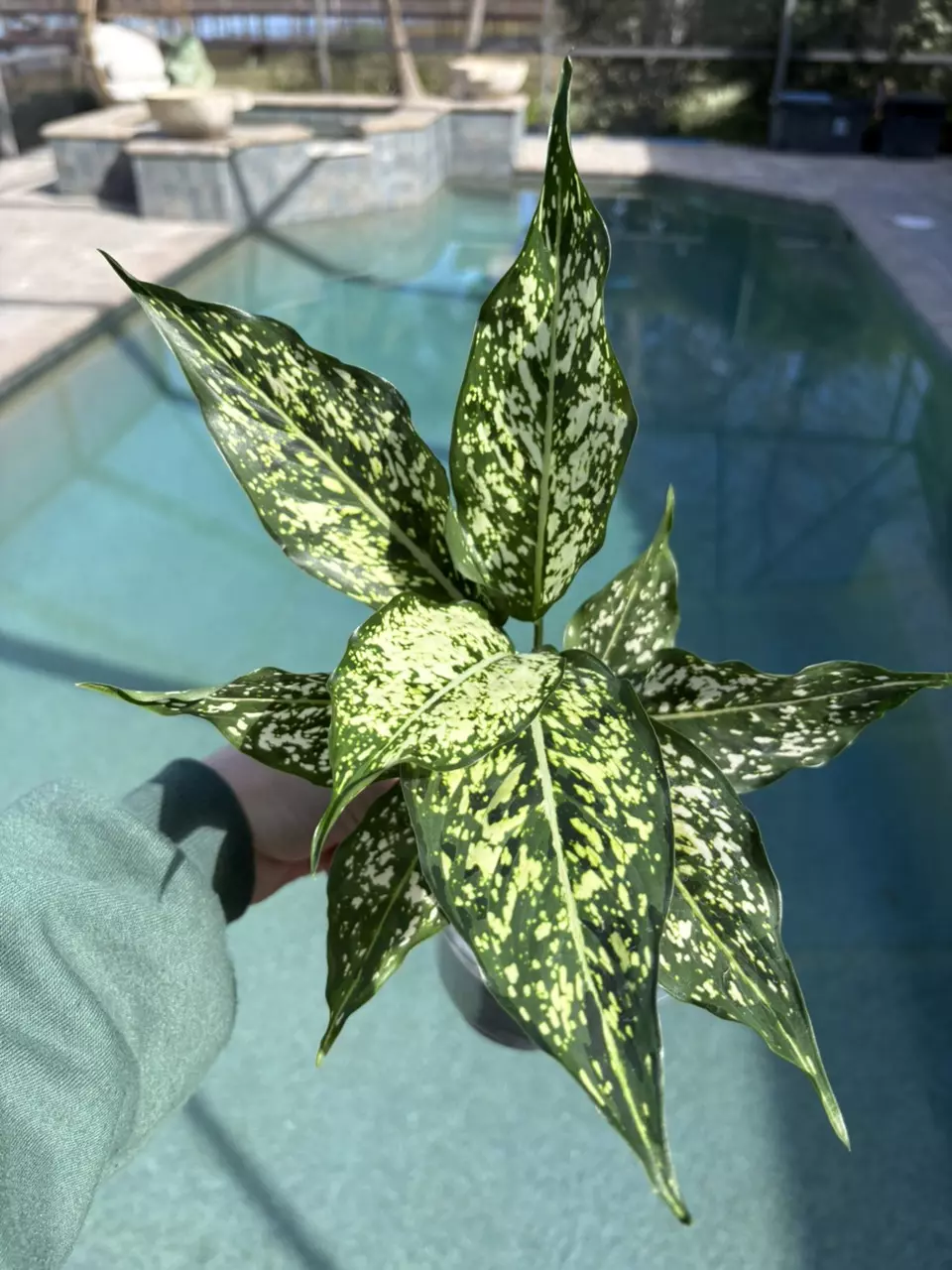 plant/Aglaonema Snow White-0