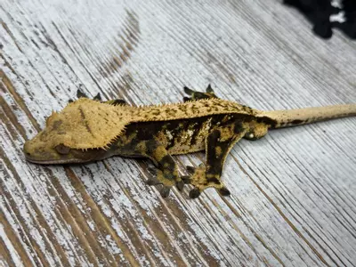 plant/469R1a 28g Male Tri Color pin stripe-0-thumbnail