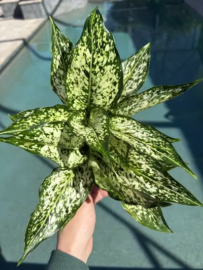 plant/Aglaonema Snow White-0-thumbnail