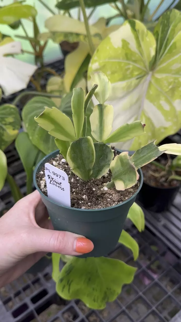 plant/9973: Variegated Thanksgiving Cactus-0