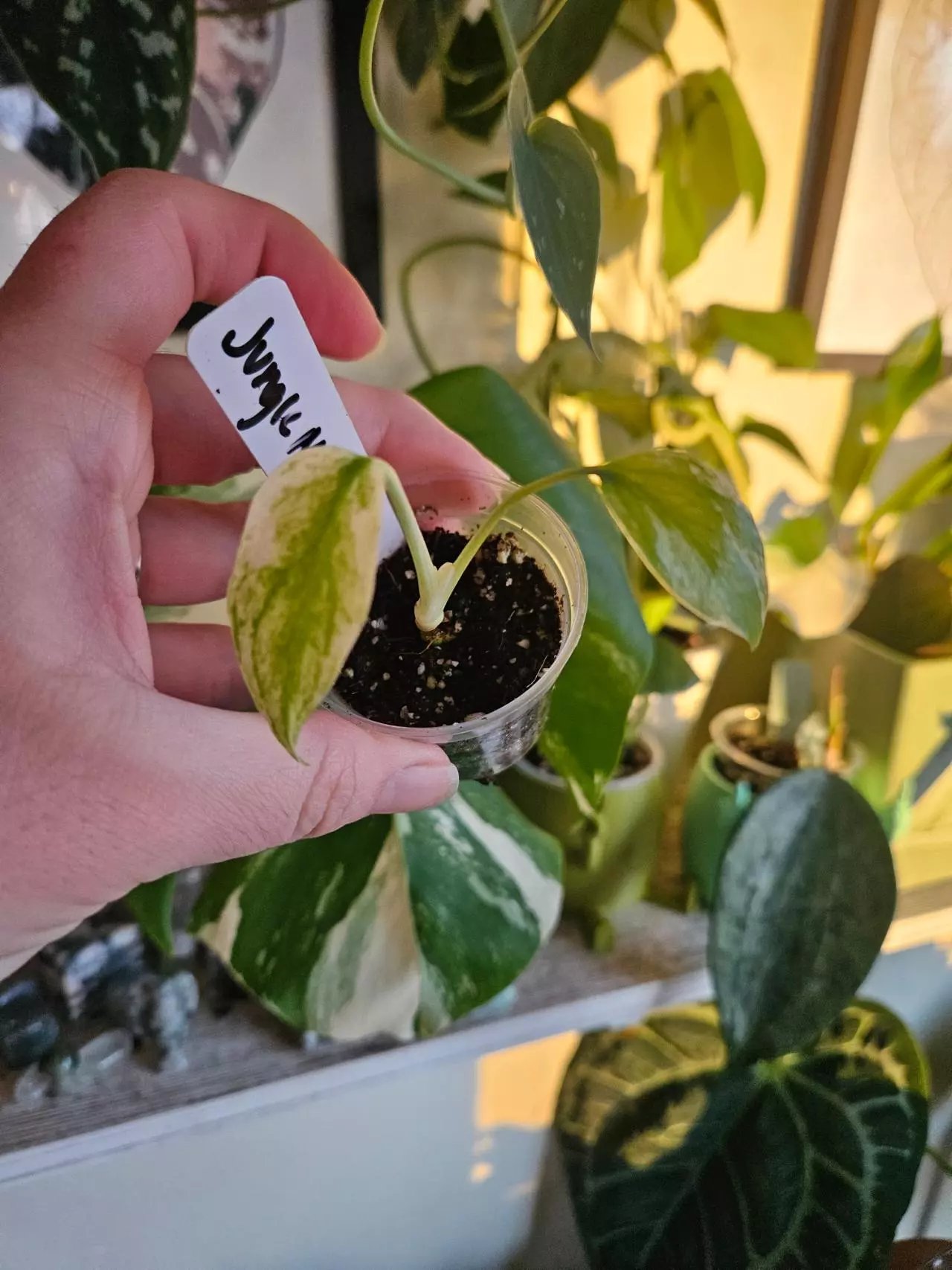 plant/Jungle mint no id-0