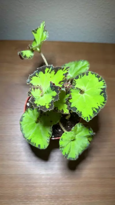 plant/Begonia River Nile-0-thumbnail