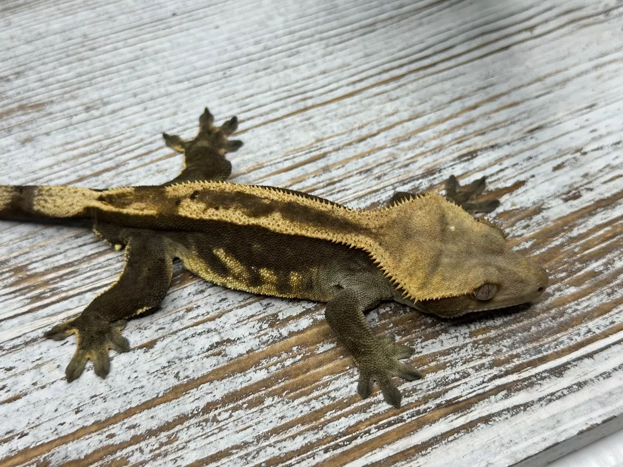 plant/344ABR7 EB/SS 35g Male-0