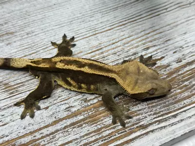 plant/344ABR7 EB/SS 35g Male-0-thumbnail