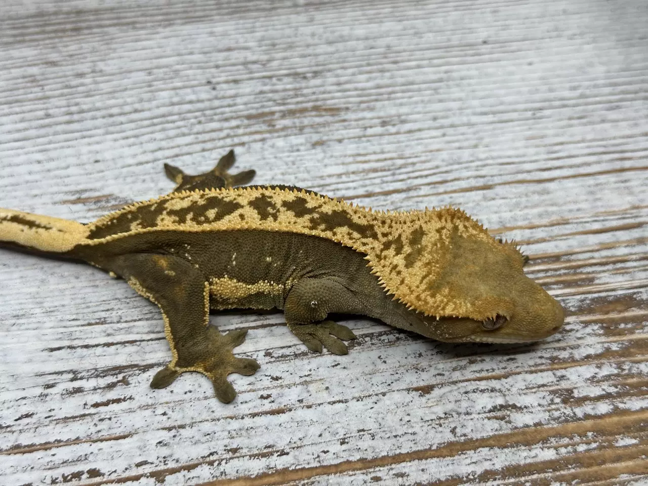 plant/76BR8 41g Female Het EB dark/redish-0