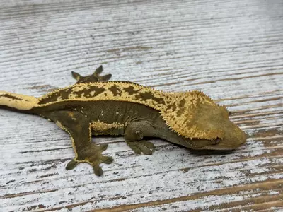 plant/76BR8 41g Female Het EB dark/redish-0-thumbnail