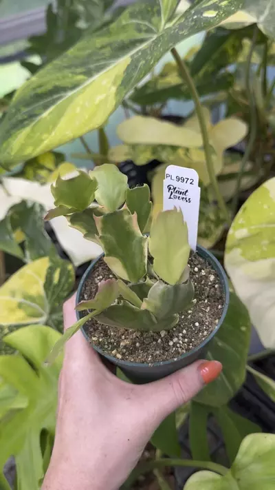 plant/9972: Variegated Thanksgiving Cactus-0-thumbnail