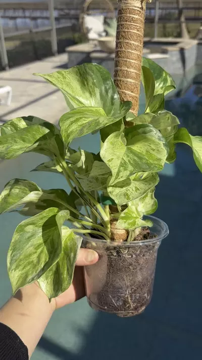 plant/Manjula Pothos-1-thumbnail