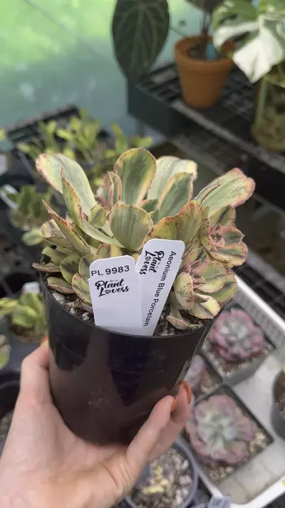 plant/9983: Aeonium Blue Porcelain-0-thumbnail