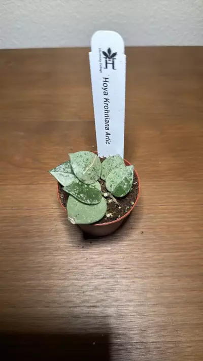 plant/Hoya Krohniana Artic 2inch GC-0-thumbnail