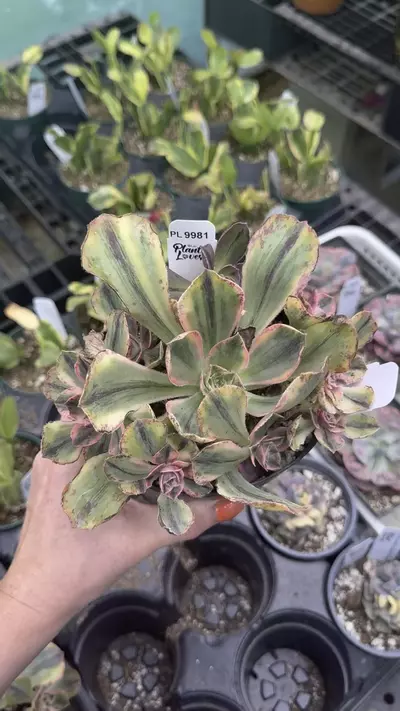 plant/9981: Aeonium Blue Porcelain-0-thumbnail