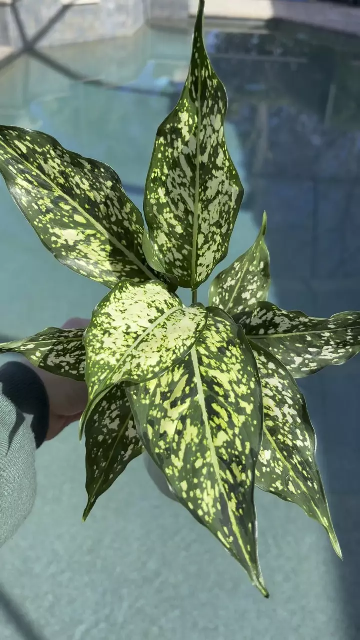 plant/Aglaonema Snow White-1