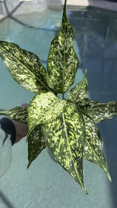 plant/Aglaonema Snow White-1-thumbnail