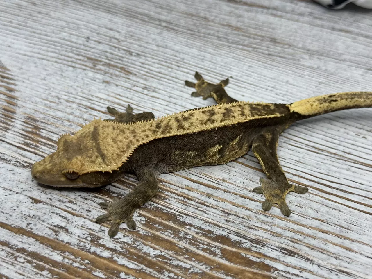 plant/437b 34g Female Pinstripe-0