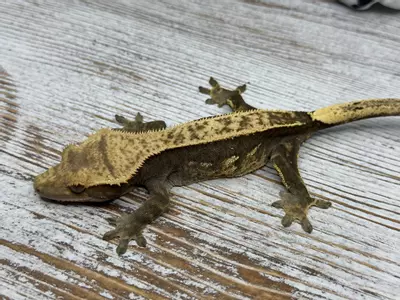 plant/437b 34g Female Pinstripe-0-thumbnail