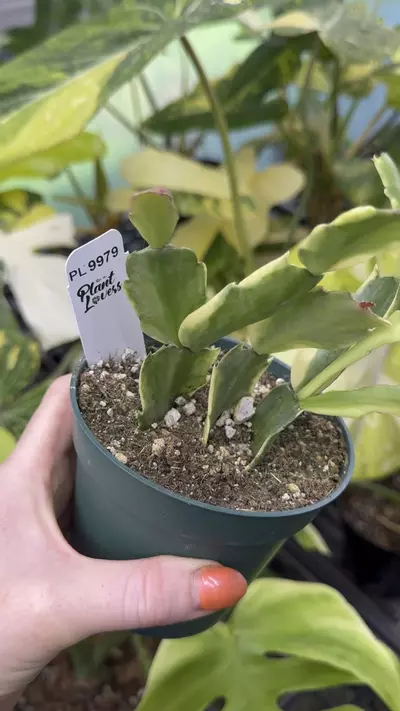 plant/9979: Variegated Thanksgiving Cactus-0-thumbnail