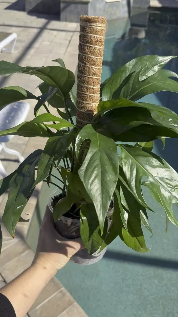 plant/Baltic Blue Pothos-1