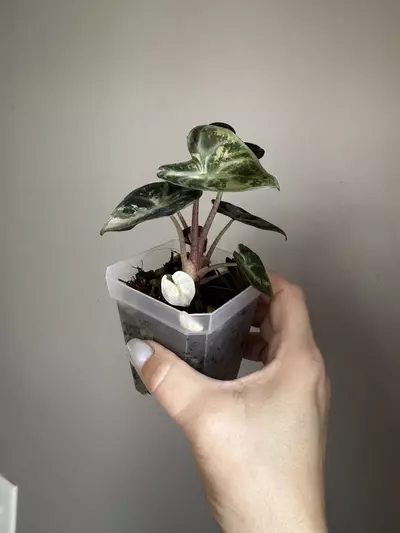 plant/Alocasia Pink Balloon Heart *EXACT PLANT-3-thumbnail