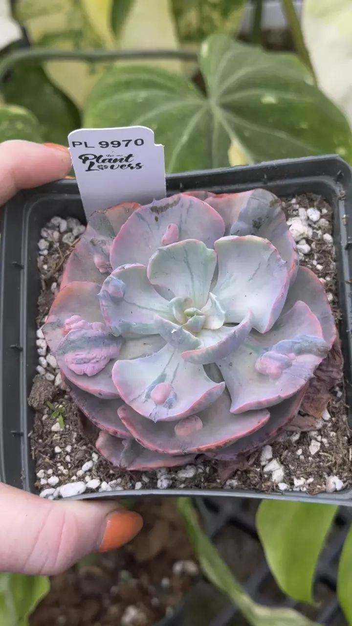 plant/9970: Echiveria Variegated Beyoncé-0
