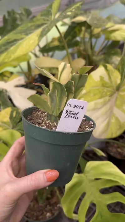 plant/9974: Variegated Thanksgiving Cactus-0-thumbnail