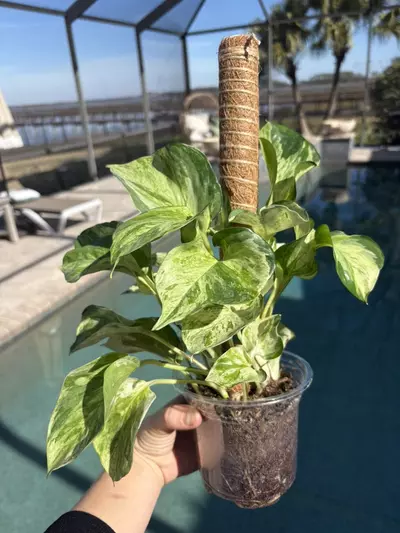 plant/Manjula Pothos-0-thumbnail
