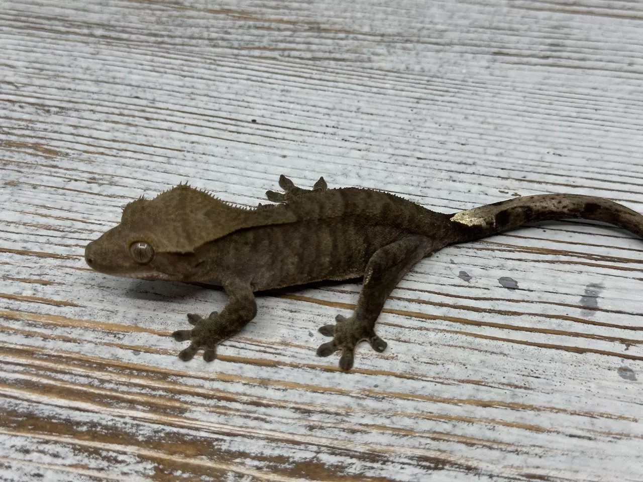 plant/375AR5 16g PPV Dark Phantom Tiger-0