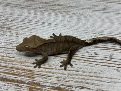 plant/375AR5 16g PPV Dark Phantom Tiger-0-thumbnail