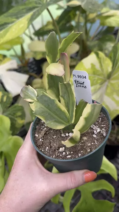 plant/9934: Variegated Thanksgiving Cactus-0-thumbnail