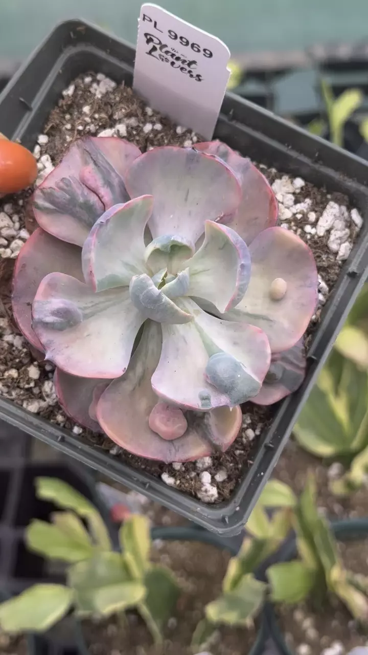 plant/9969: Echiveria Variegated Beyoncé-0