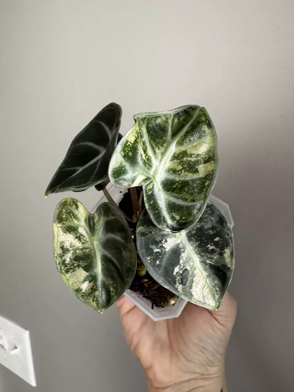 plant/Alocasia Pink Balloon Heart *EXACT PLANT-1