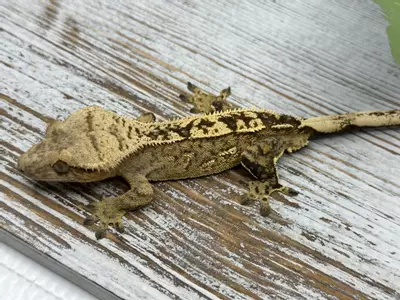 plant/480R1a Yellow Het Eb 29g male-0-thumbnail