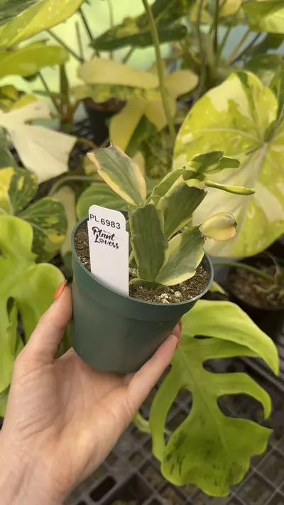 plant/6983: Variegated Thanksgiving Cactus-0-thumbnail