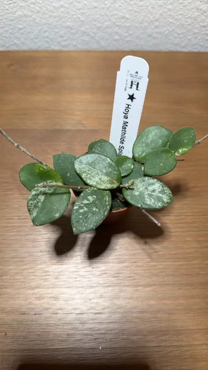 plant/Hoya Mathilde Splash 2in GC-0