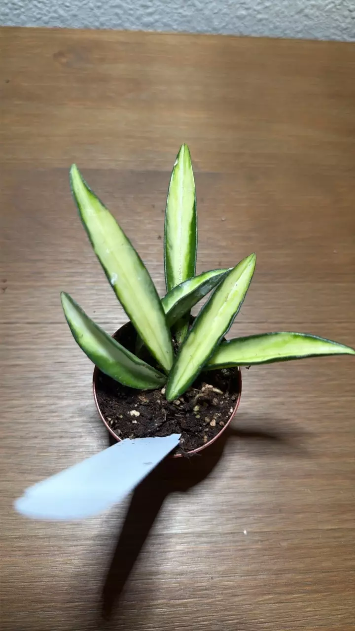 plant/Hoya Wayetii 2inch GC-0