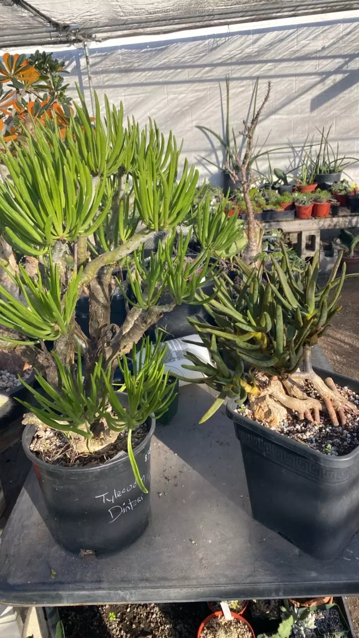 plant/Tylecodon denterii & aloe rammo-0